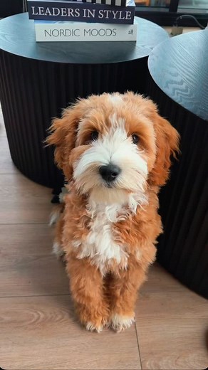 1.1K views · 18 reactions | Legend is doing word problems now!! 4 months old and he’s doing math at a third grade level. So proud of him 凉. #puppygram #dogsofinstagram #puppylove #explore #doodlelife #dogtricks #fyp #explorepage #viral #doodle #puppylove #dogs | That Dood Legend | Facebook