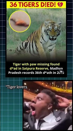 Why These Tigers are Going EXTINCT