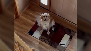 Howling golden retriever startled when he learns he's not home alone