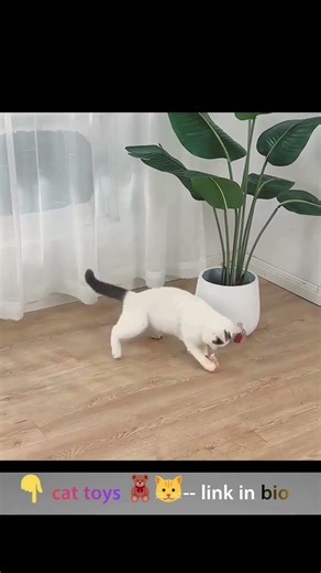 Check the cute cat toys in the description!