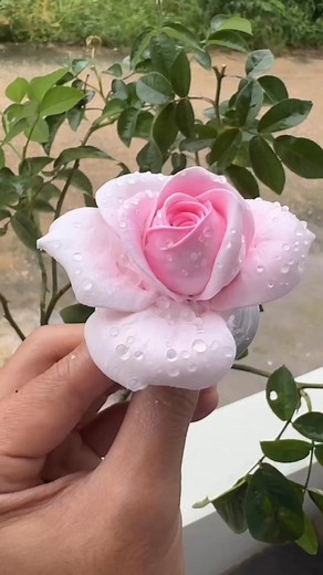 Rose making tutorial 🌹 #cute #roses #tutorial #fbyシvideo | Chocoholic