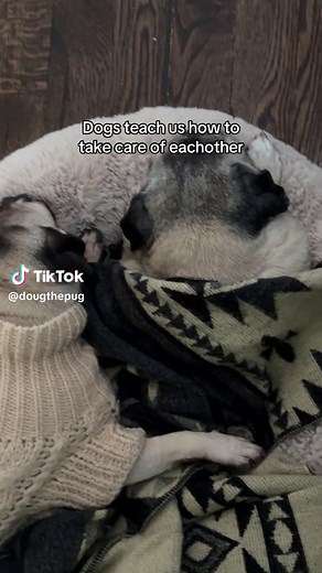 “We could learn a lot from dogs” -Doug | dogs