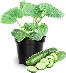 2 Green Cucumber Plants Live, 4 Inches Pot, Live Cucumber Plants from 3 to 5 Inches Long, Cucumber Starter Plants, Cucumber Live Plants for Garden