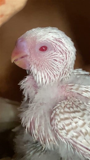Look at the eyes of this baby Budgie.🥰😍 #budgie #trend #birds #viral #like #budgies #bird #birdlife