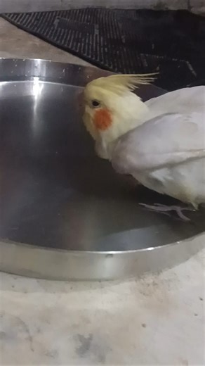 patlu baby nha rha h#shortfeed #cockapoo #cockatoo #cockatiel #parrot #nonstoptalkingparrot