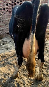 13K views · 611 reactions | #cow #dairyfarm #dairy_farming #modern_dairy_farming #modern_agriculture #agricultural_machines #amazing_technology #advance_technology #modern_technolog | cow tv | Facebook