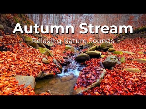 🍂 Autumn Stream Sounds | Relaxing Water Flow for Stress Relief & Calm