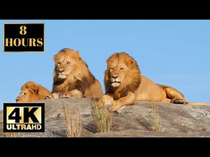 Lions In 4K African Wild Lions Wallpaper Screensaver Background 4K 8 HOURS With Music