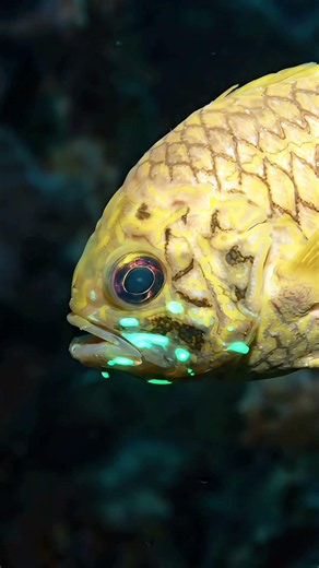 The Fish That Glows in Armor #nature #natureeducation
