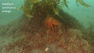 Goleta Bay Kelp Restoration Project | BEACON