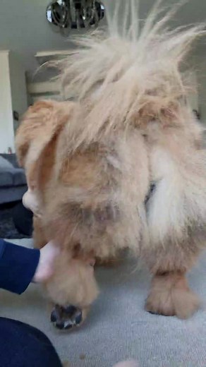 Do Chow Chows shed a lot?! Yes, every single day! They shed heavily twice a year. #grooming #doggrooming #chowchow #chowchowgrooming #mishka #mishkachow | MishkaChow
