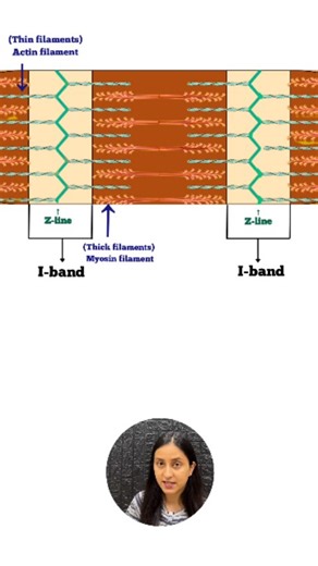 Biology at Ease Shorts on Instagram: "Structure of Myofilament/Myofibril | Skeletal Muscle #neet #neetbiology #neetpreparation #study #education #trending #meta #biologyatease #renukaanthwal #reeloftheday #trendingreels #reelitfeelit #instareels #instagood #fyp #neetaspirants #reelkarofeelkaro #instalike #instagram #reelsvideo [ NEET, BIOLOGY, STUDY, ONE SHOT, PREPARATION, QUICK REVISION, NCERT ]"
