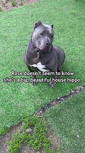 The “house hippo” is a very special breed. We have many of these magnificent creatures in care currently and would like to take a moment to highlight one in particular who has resided at our Escondido Campus for quite some time. Her name is Rose. While Rose may look like a hippo, trot like a hippo, and even snort like a hippo, this velvety beauty does not have hippo-sized confidence. It takes time for her to feel comfortable enough to let her true nature shine through, but once that happens, you