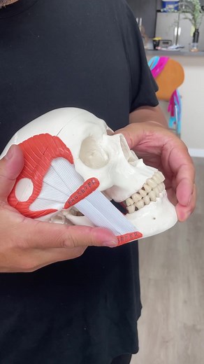 さつま骨格矯正鍼灸整骨院 Over developed chewing muscles not only cause square face but also sag the face 😱 | Koko Face Yoga