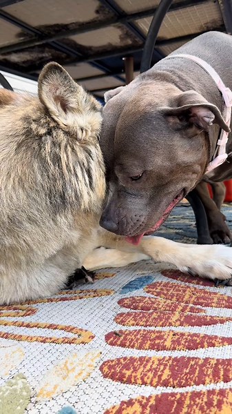 Wolf vs XL Bully: Unlikely Friends Playing Together