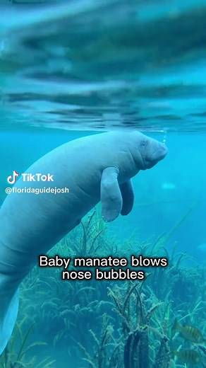 Cute Manatees: The Adorable Marine Mammals You Need to Know