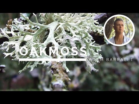 Oakmoss - The Oil of Earth’s Deep Secrets