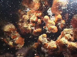 Assessing Coral Populations