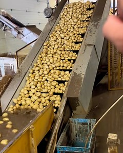The way potatoes are farmed and processed is seriously fascinating! 👨‍🌾🥔 | LADbible