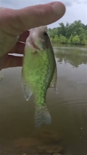 Crappie fishing