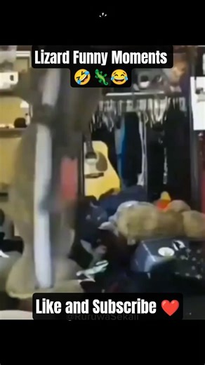 Lizard Funny Moments🦎🤣❤️ #shorts #funny