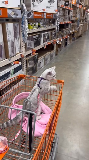 1.4K views | Taking my cat to Home Depot ️..Follow me for more adventures! ..#adventurecat #funnycats #dayinthelife #catlife #catsofinstagram #pets #homedepot #catvlog #catmom | Charliethebsh | Facebook