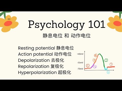 Psychology101|静息电位(Resting potential) 和动作电位(Action potential)