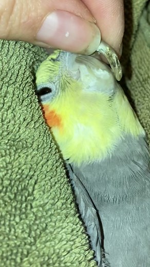 This cockatiel has a more unusual beak issue. Let’s get him fixed up! #cockatielsoftiktok #parrotsoftiktok #petbirds #petcare #birdcare #beaktrim #petgrooming #birdgrooming #exoticpetcare