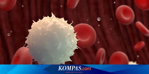 Mengenal Sel Darah Putih dan Fungsinya pada Tubuh Manusia