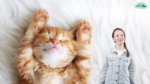 535K views · 3.5K shares | You've definitely heard a cat purr before, but do you know why they do it? It's probably not why you think! | Everything Explained | Facebook