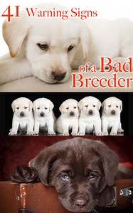 Dog Breeders To Avoid - How To Spot A Bad Labrador Breeder