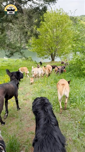 I just love watching them be free, what a beautiful scene at the sanctuary ❤️ | The Asher House