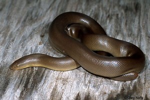 Rubber boa - Alchetron, The Free Social Encyclopedia