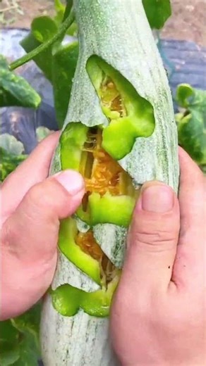 The Giant Green Harvest! 🥒🥝🍑🍊🍉🍅🥭#fruit #farming #vegetables #food #hindi
