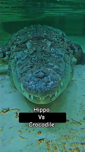 Hippo vs Crocodile: Who Really Has the Advantage? #wildlife #animalvsanimal