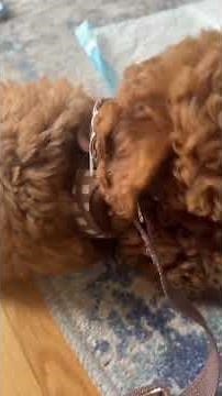 Review of the dog harness and leash set