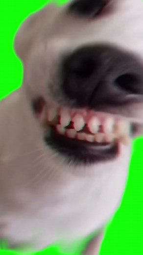 Hilarious Dog Meme Compilation