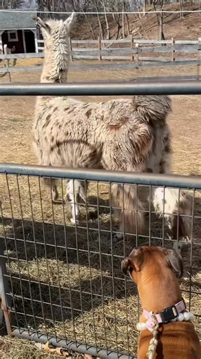 49K views · 3K reactions | Princess Poppy on Reels | Facebook