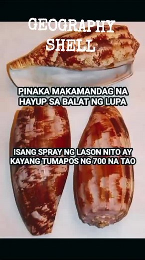 Dangerous Geographic Shells: Beware of Poisonous Shells