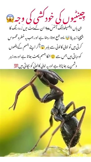 Exploding Ant 🐜 Facts #ants #naturelovers #animals #nature #wildlife #naturefacts