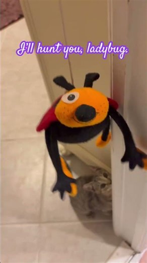 I’m just hunting my ladybug toy!! #cat #adoreble #viral #fypシ #cute #cuteanimal #trending #funnycats