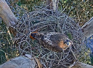These San Francisco red-tailed hawks are live-cam stars, could lay eggs on Valentine's Day