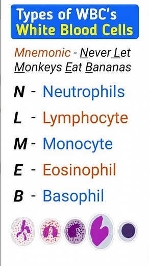 Types of WBCs Explained! 🩸 | Easy Mnemonic for Medical Students #wbcs #whitebloodcells #shorts