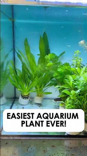 The Easiest Aquarium Plant Ever? Perfect for Beginners!