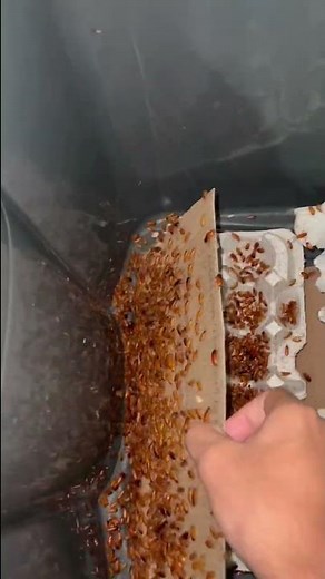 How I care for my red runner roaches