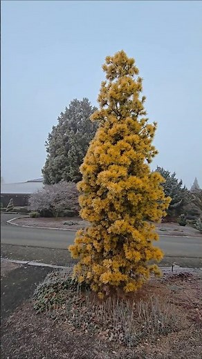 Chief Joseph Lodgepole Pine #gardening #pinetree #conifer #garden