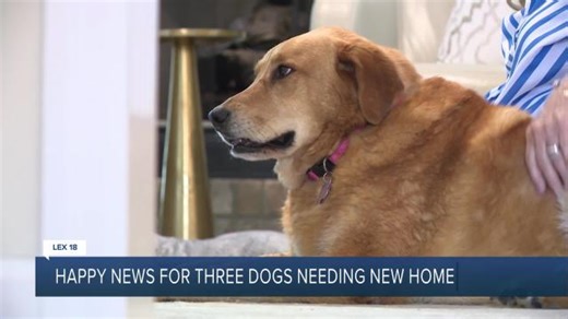 Dogs find homes