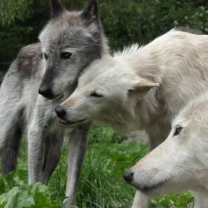 21K views · 5.5K reactions | When it comes to wolves, it's all about love  | Wolf Conservation Center | Facebook