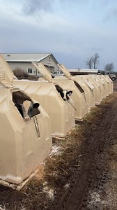 Getting the calves bedded and curtains closed for this cold weather! #farming #snow | Den Hoed Dairy