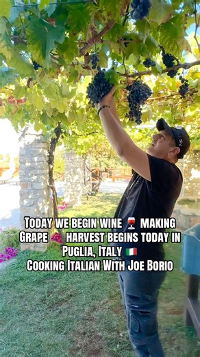 Today we began making wine 🍷 grape 🍇 harvest begins! Puglia 🇮🇹 Italy. Cooking Italian With Joe￼